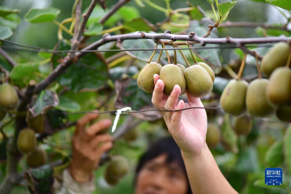 ope科技